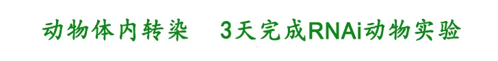 英格恩生物 专注转染17年
