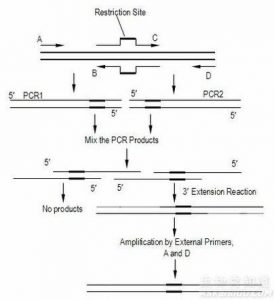 重叠延伸PCR实验 - 英格恩生物技术博客
